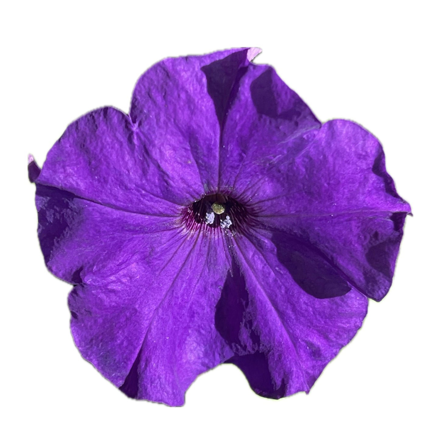 Purple Petunia 100 Seeds