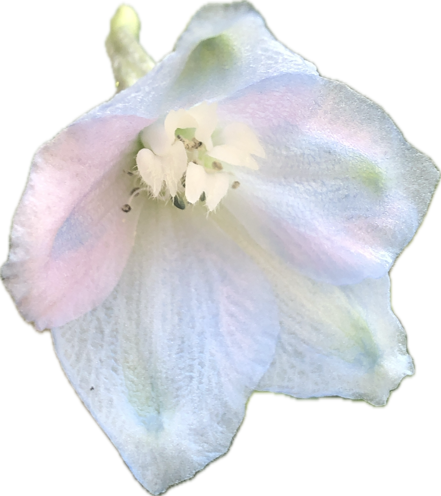 Light Blue Delphinium 100 Seeds