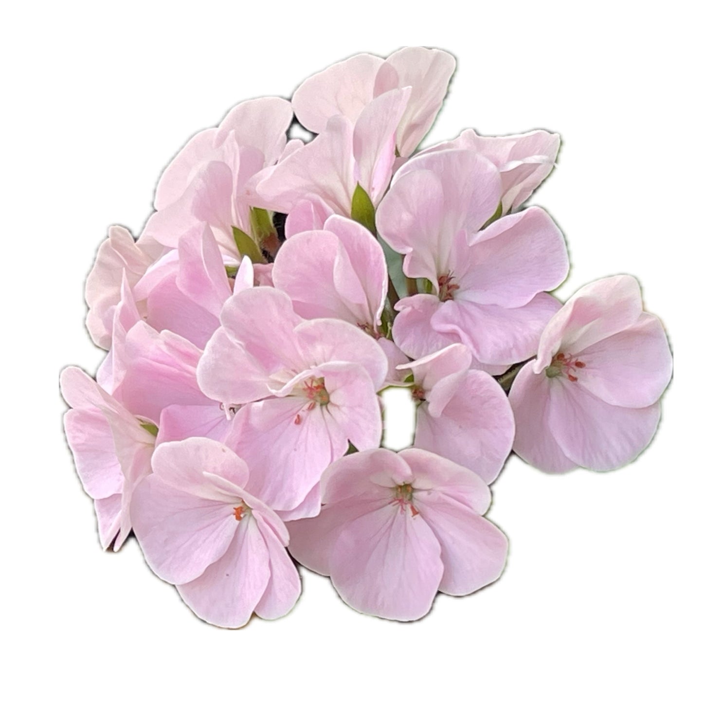 Pink Geranium 10 Seeds