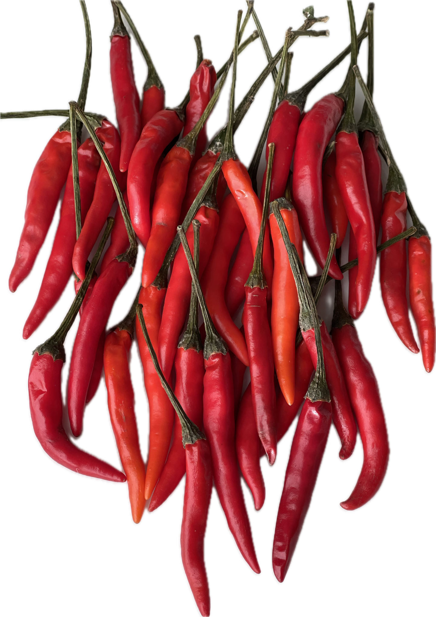 Thai Chili Pepper 50 Seeds