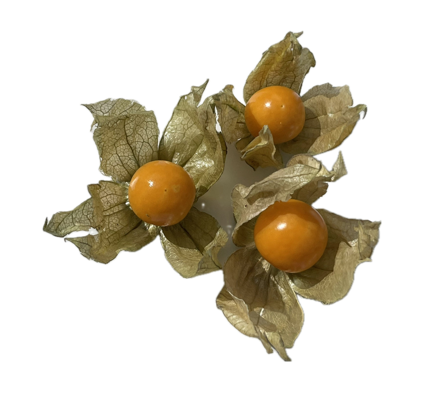 Peruvian Physalis - Cape Gooseberry 50 Seeds