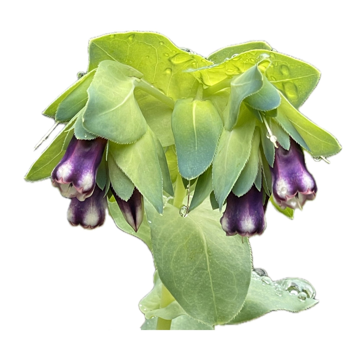 Honeywort 20 Seeds
