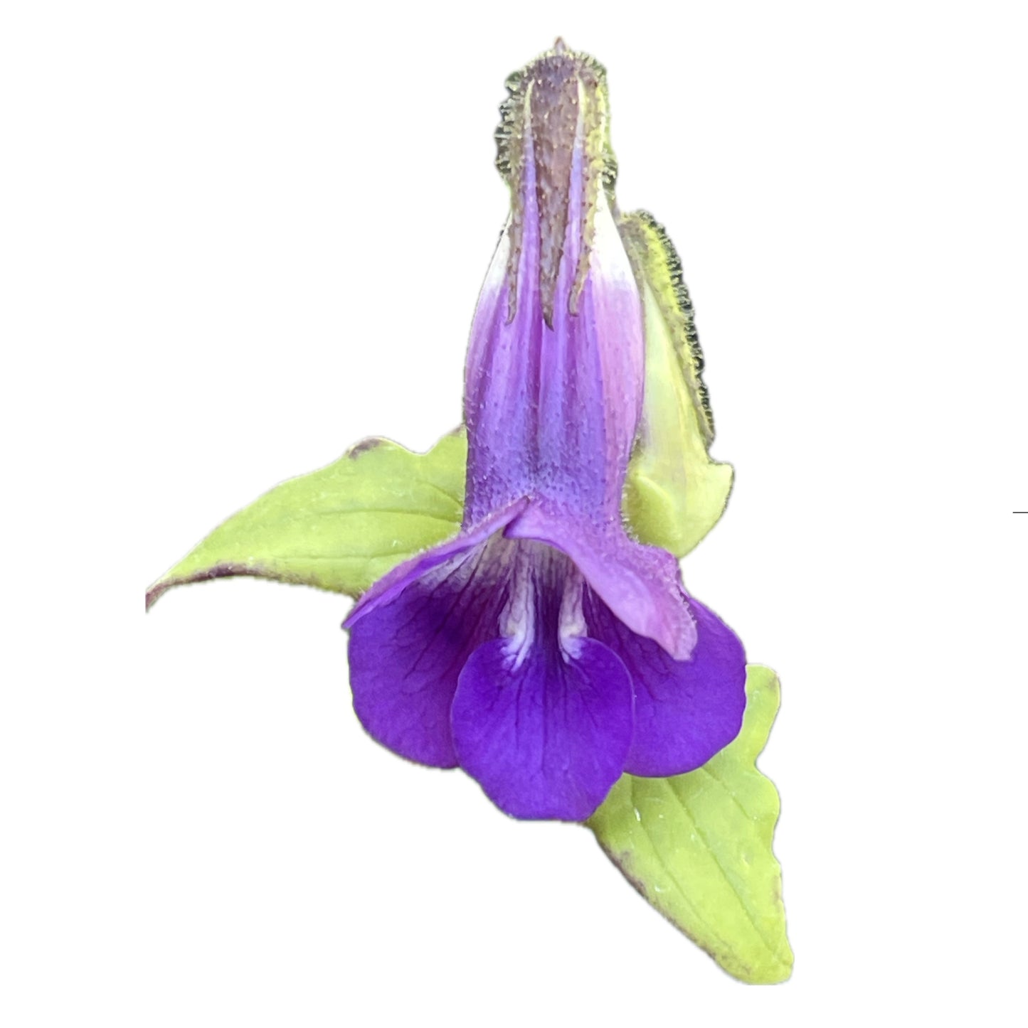 Snapdragon Vine 25 Seeds