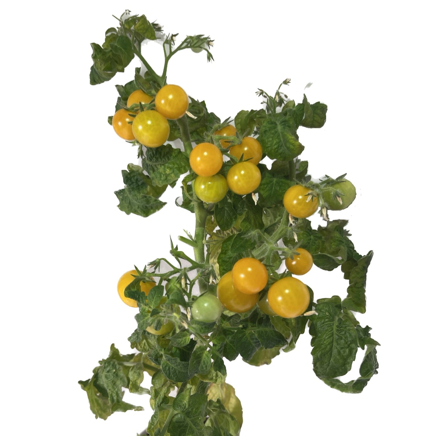 Orange Hat Micro Dwarf Tomato 20 Seeds