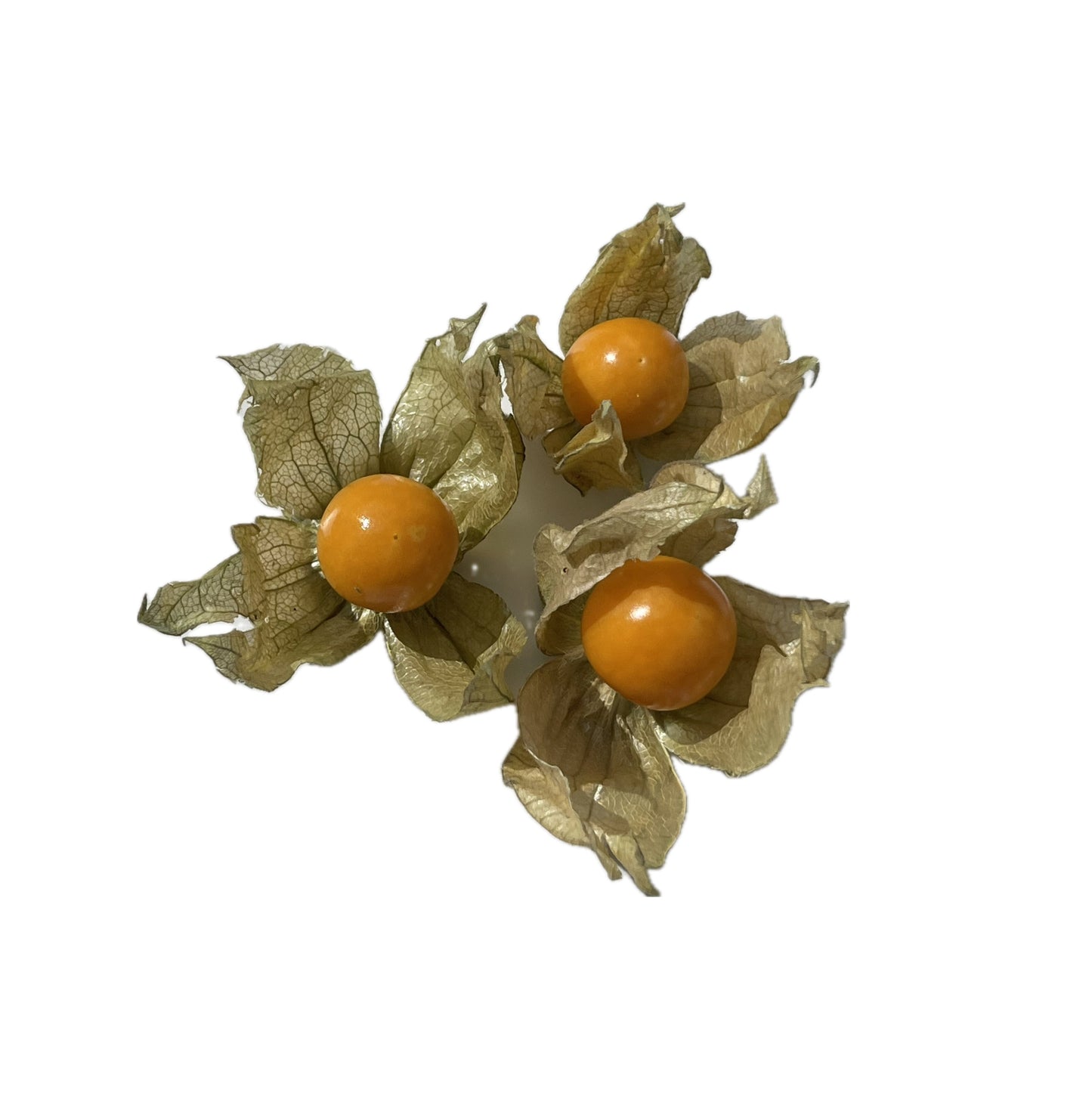 Peruvian Physalis - Cape Gooseberry 50 Seeds