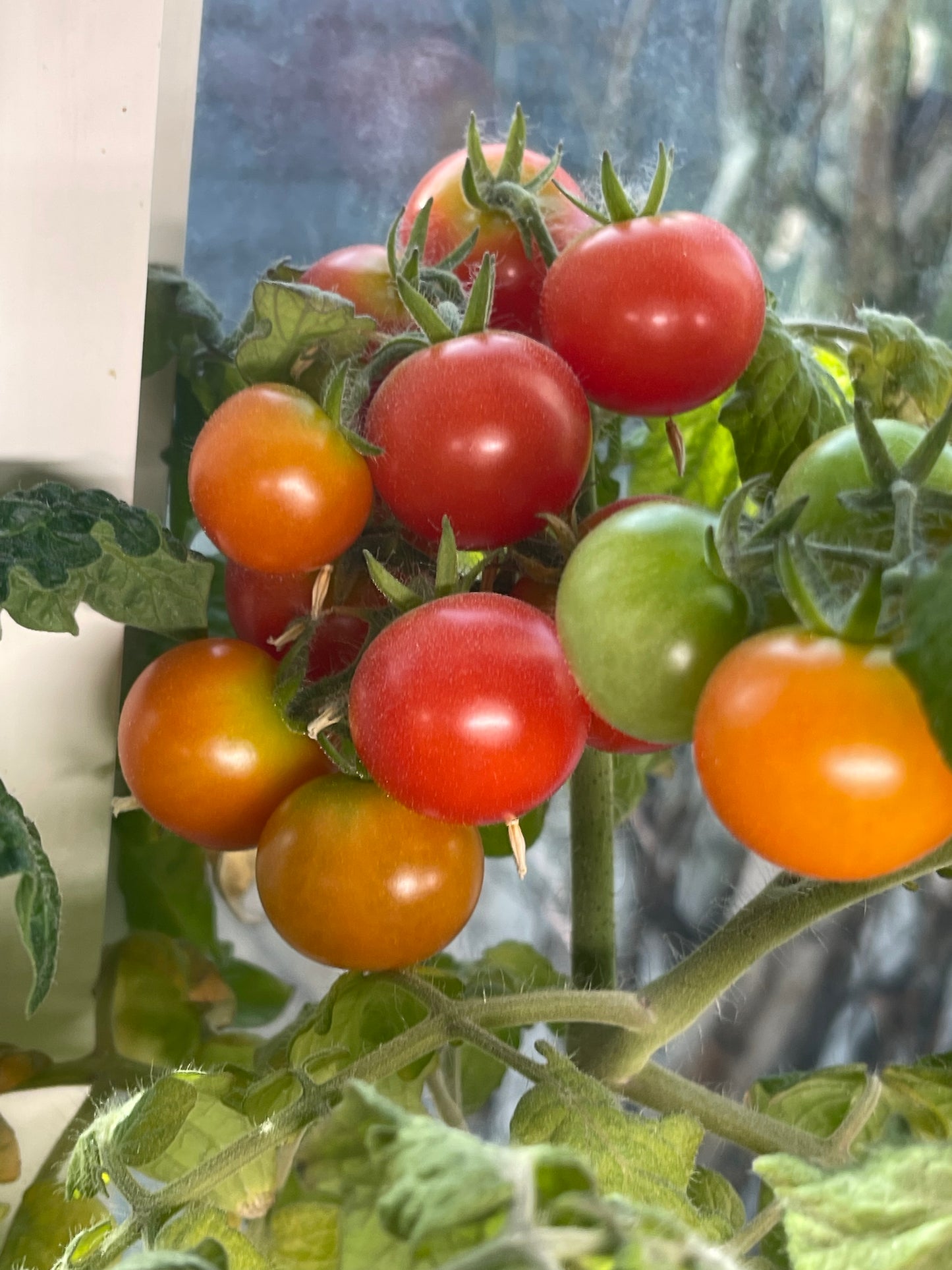 Tiny Tim Micro Dwarf Tomato 20 Seeds