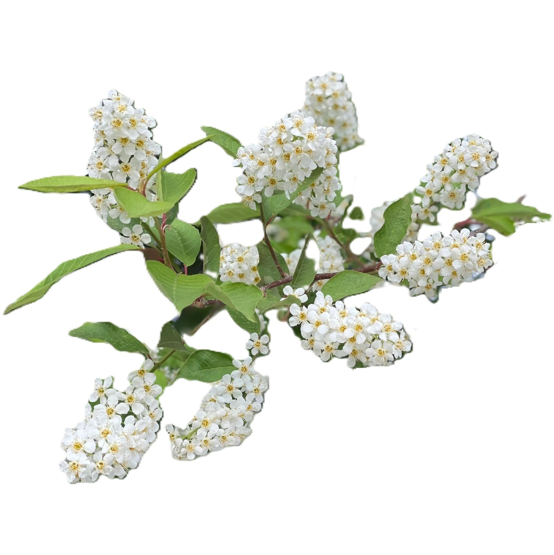 Schubert Chokecherry Tree Seeds