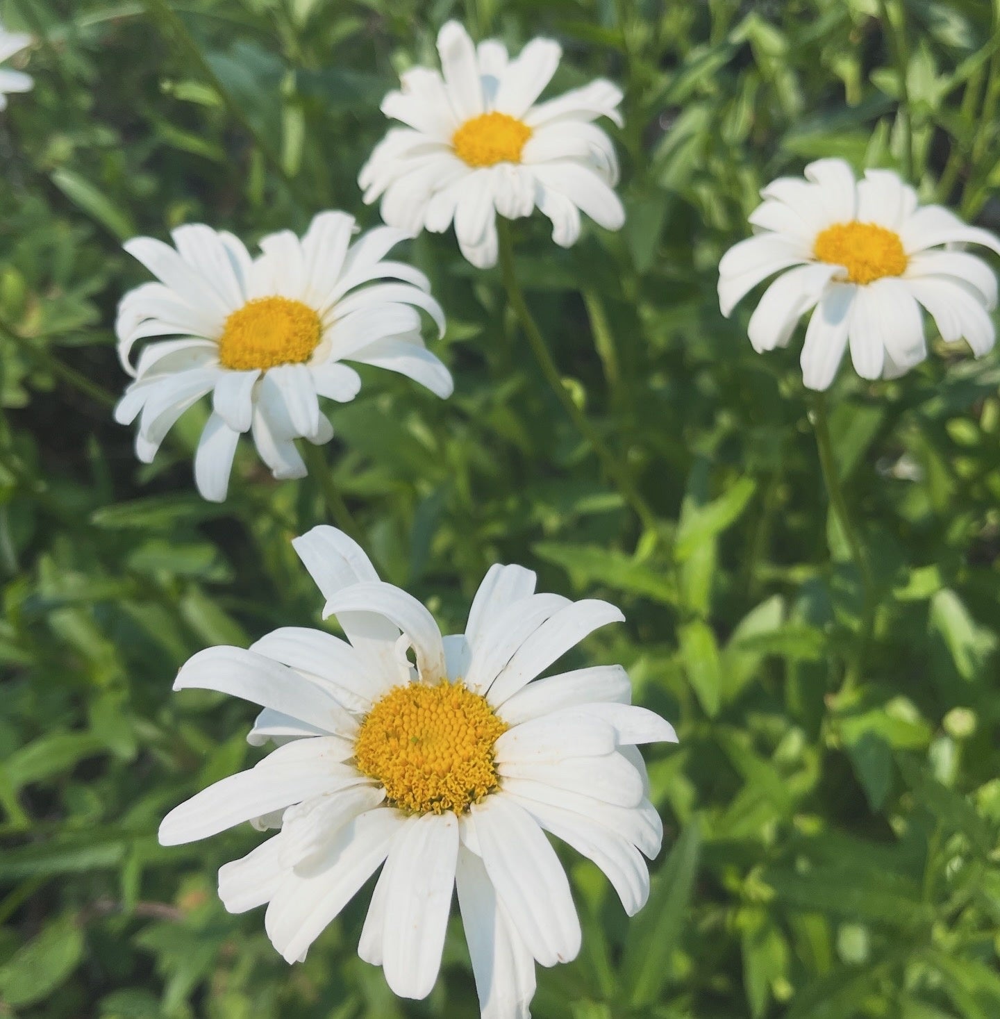 Shasta Daisy 50 Seeds
