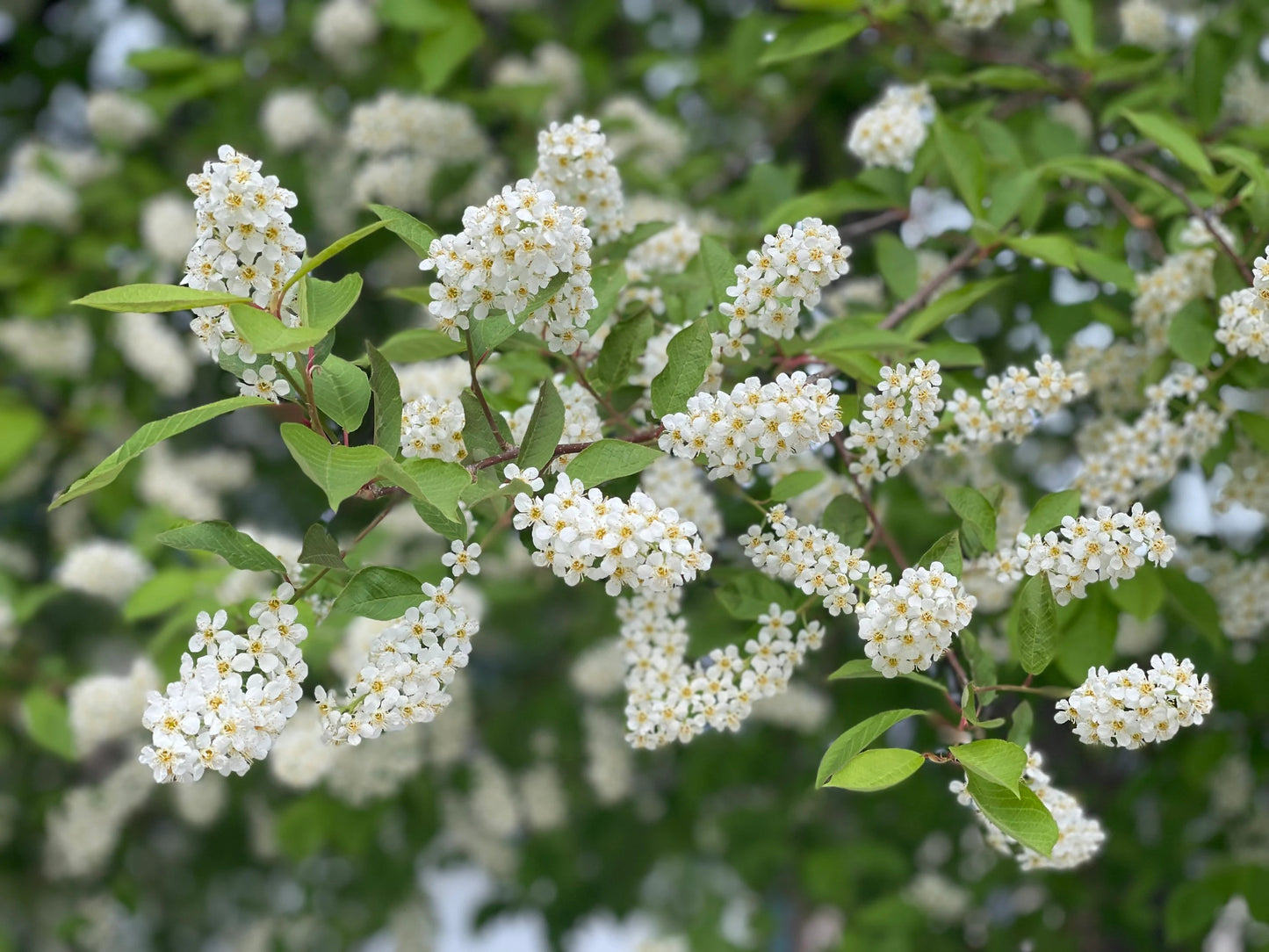 Schubert Chokecherry Tree 50 Seeds