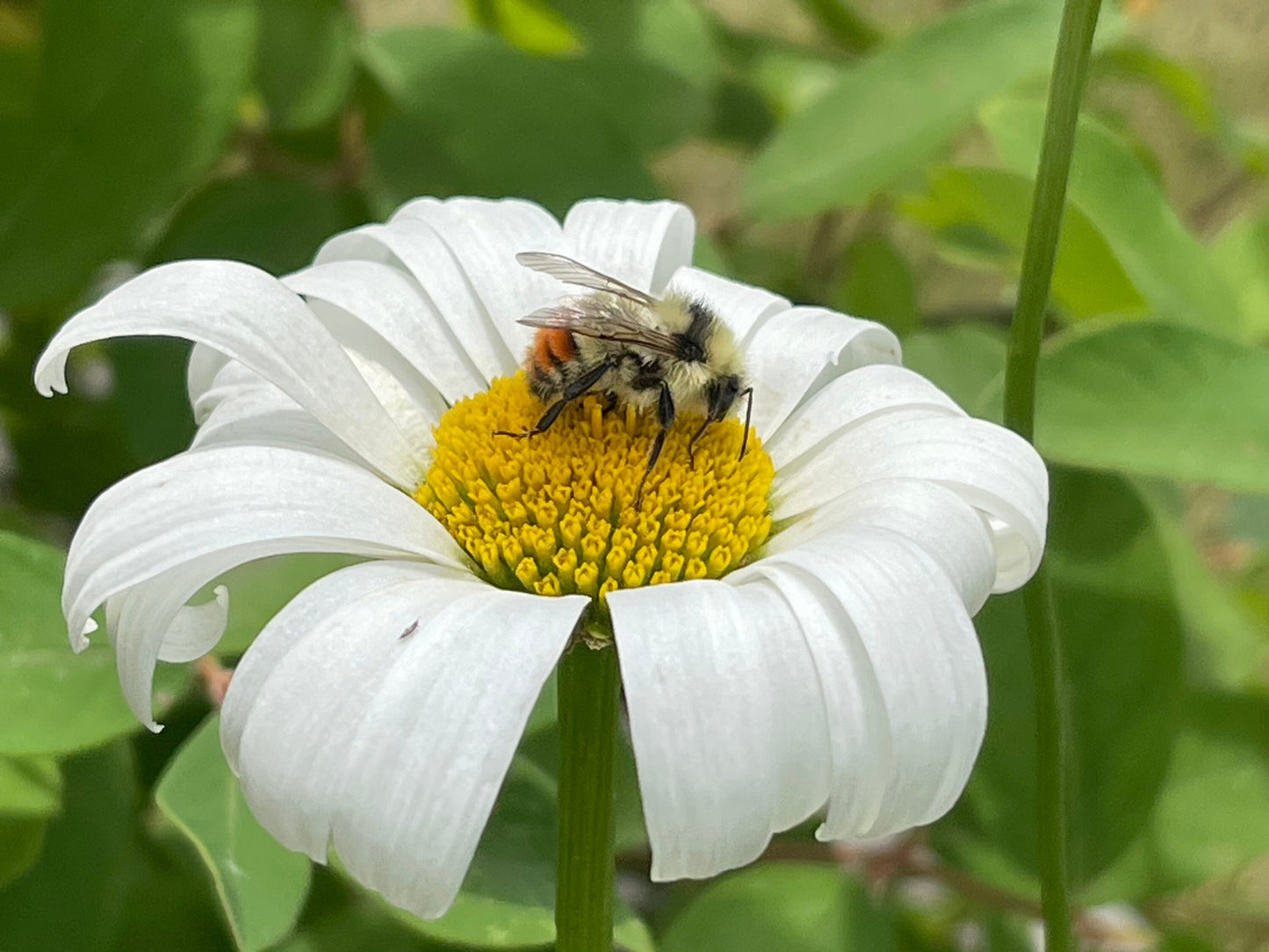 Shasta Daisy 50 Seeds