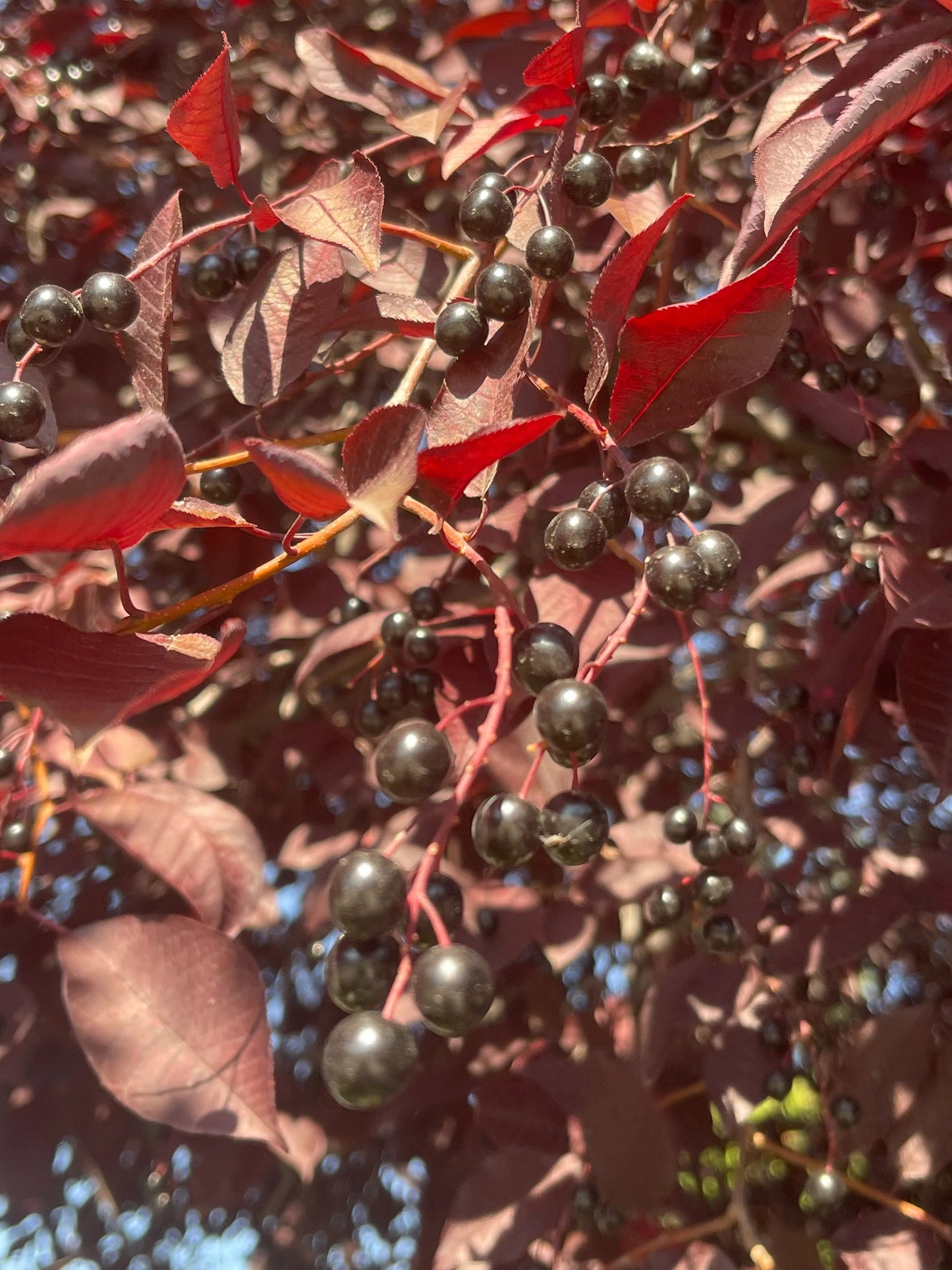 Schubert Chokecherry Tree 50 Seeds