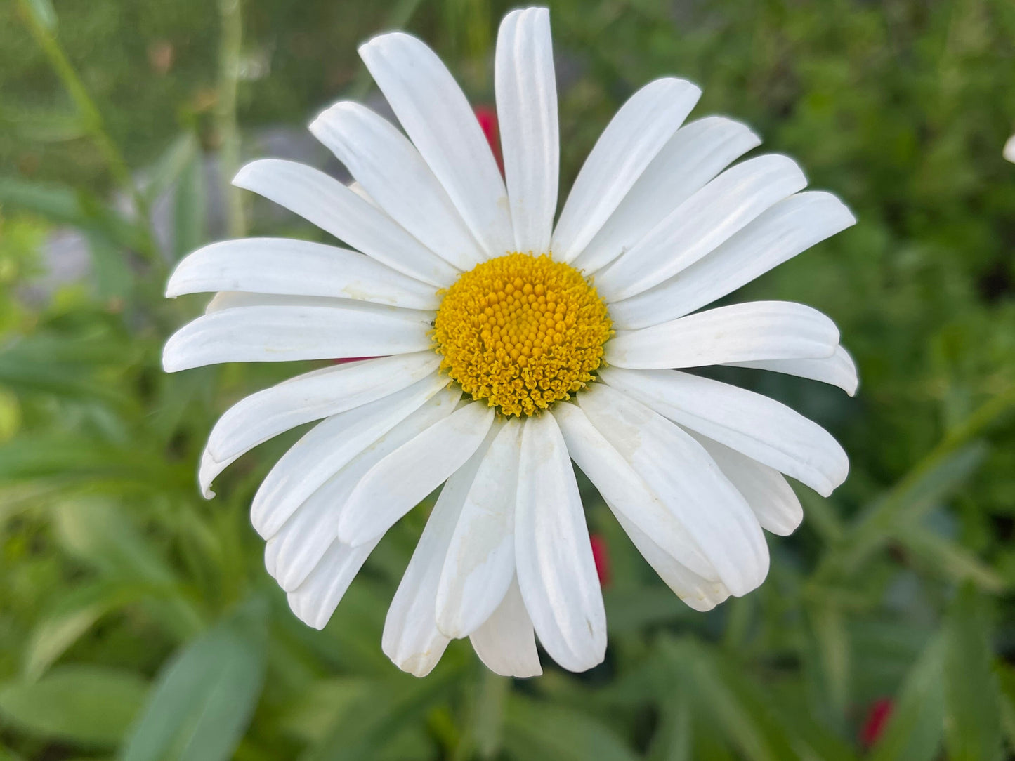 Shasta Daisy 50 Seeds