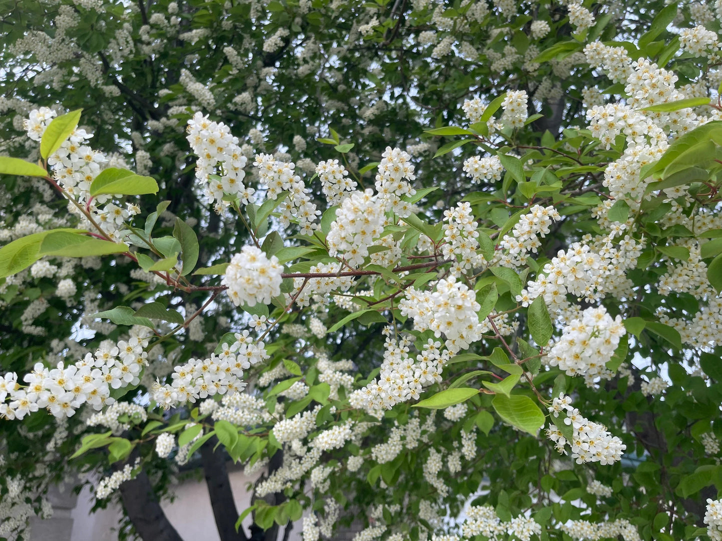 Schubert Chokecherry Tree 50 Seeds