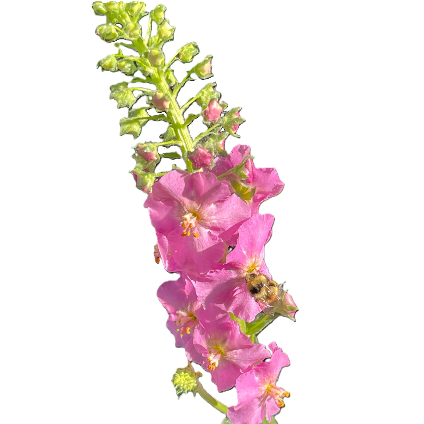Antique Rose Mullein 100 Seeds