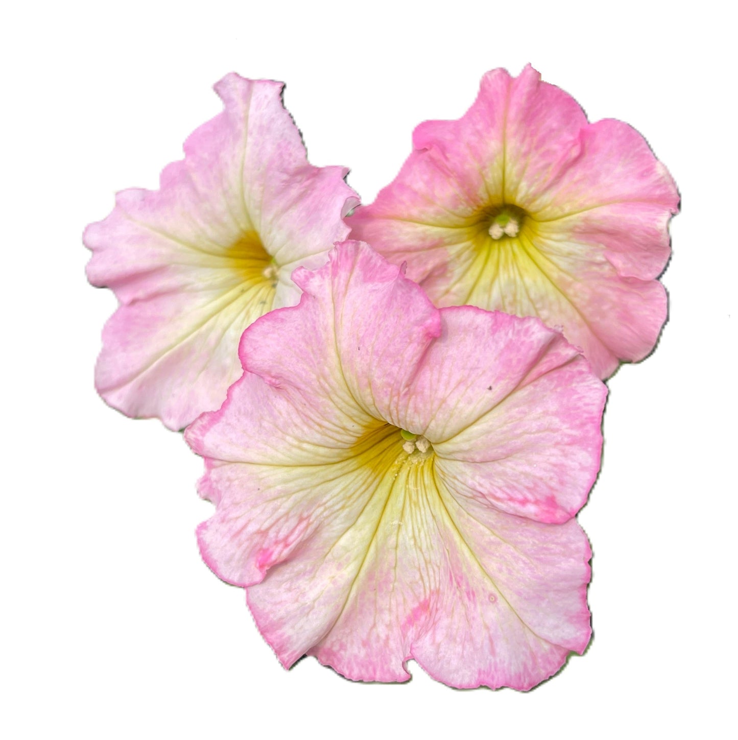 Alenka Petunia 50 Seeds