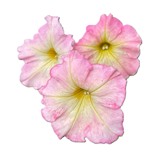 Alenka Petunia 50 Seeds
