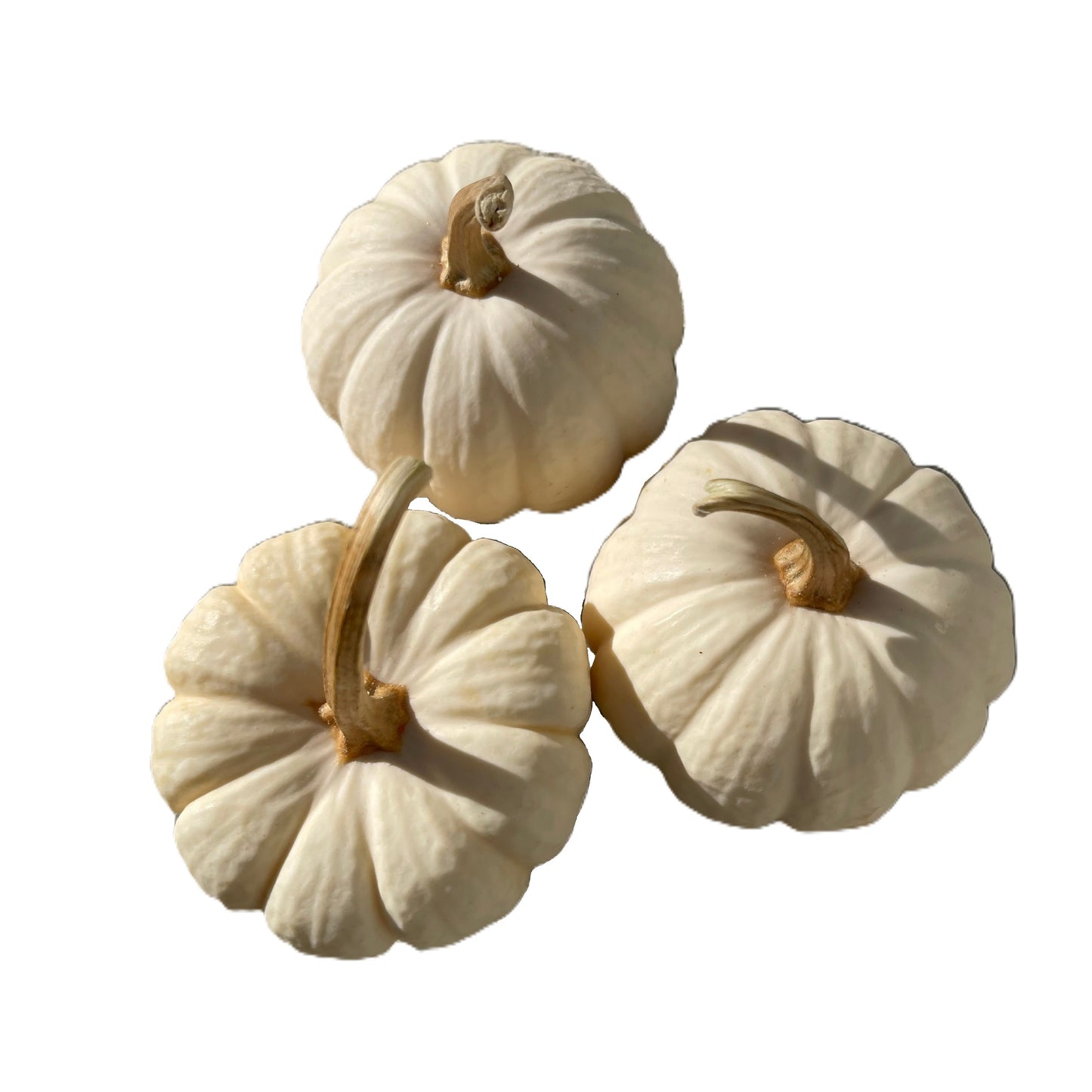 Baby Boo Pumpkin 12 Seeds