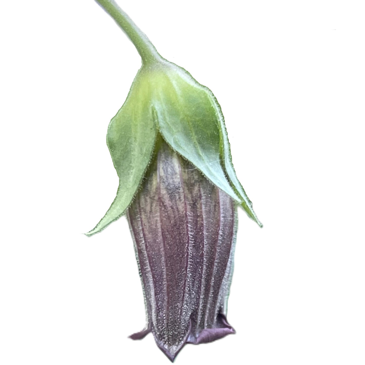 Belladonna 50 Seeds