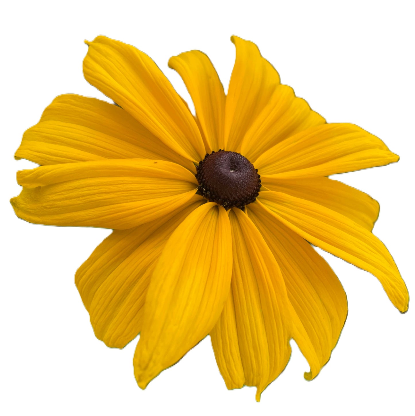 Black-Eyed Susan 100 Seeds