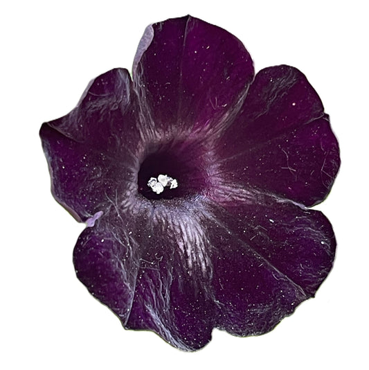 Black Petunia 25 Seeds