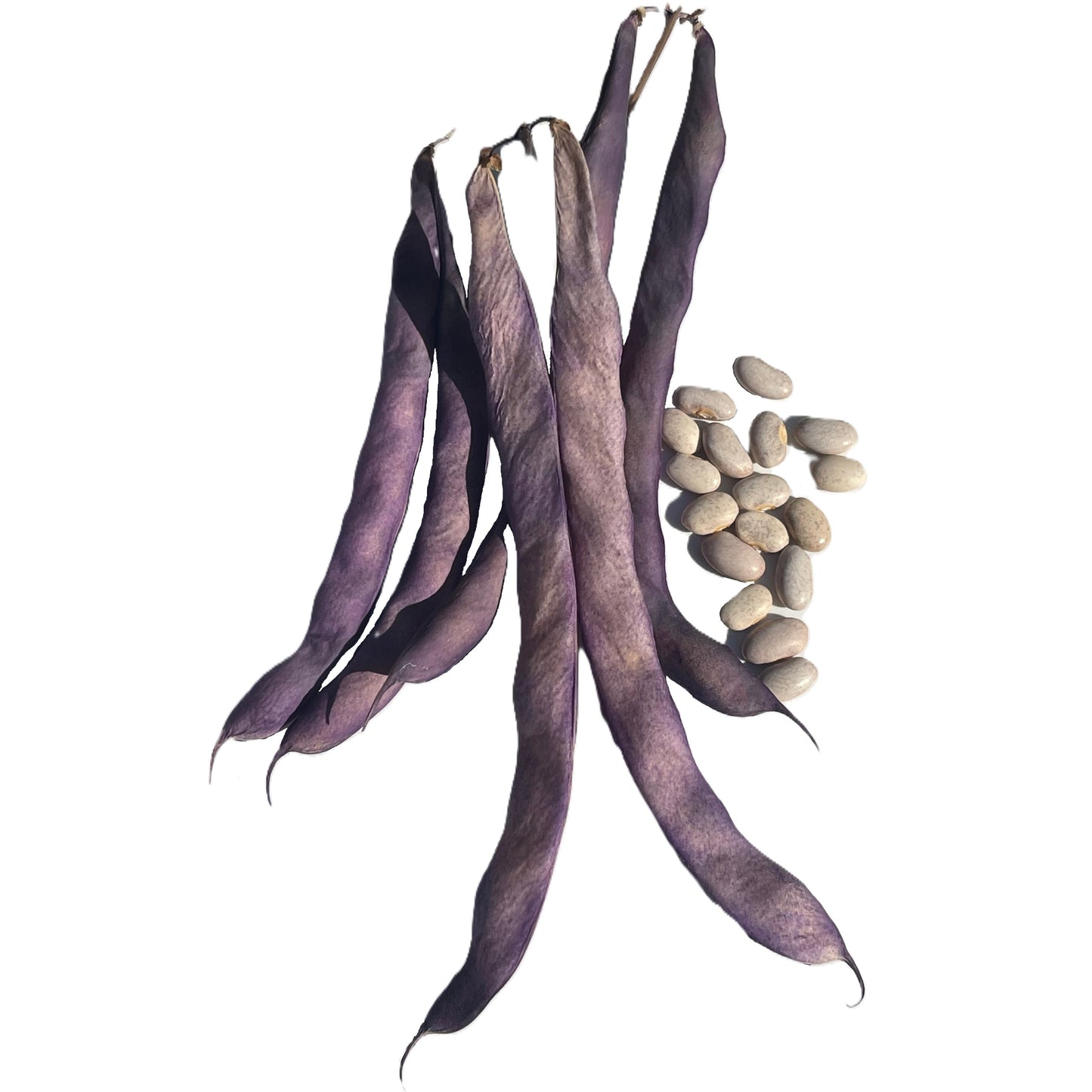 Blue Coco Bean Seeds