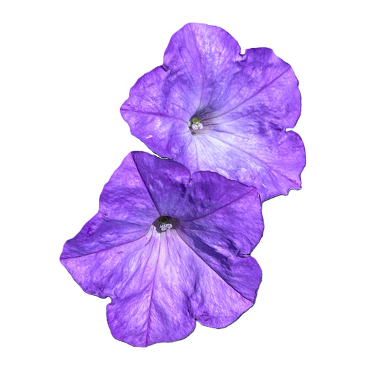 Sky Blue Petunia 50 Seeds