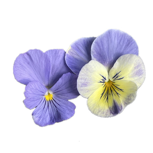 Blue Viola 25 Seeds