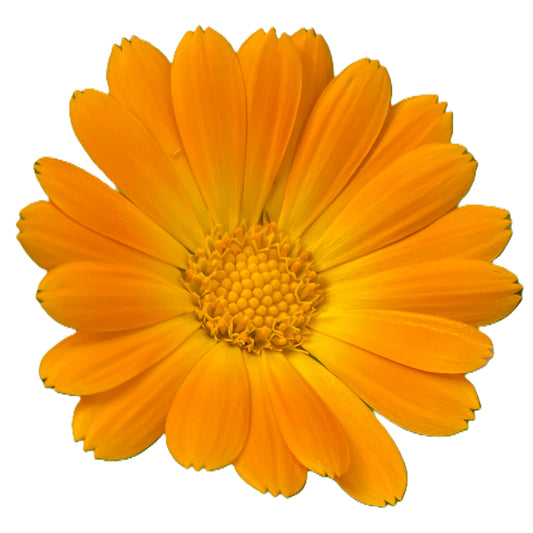 Calendula Seeds