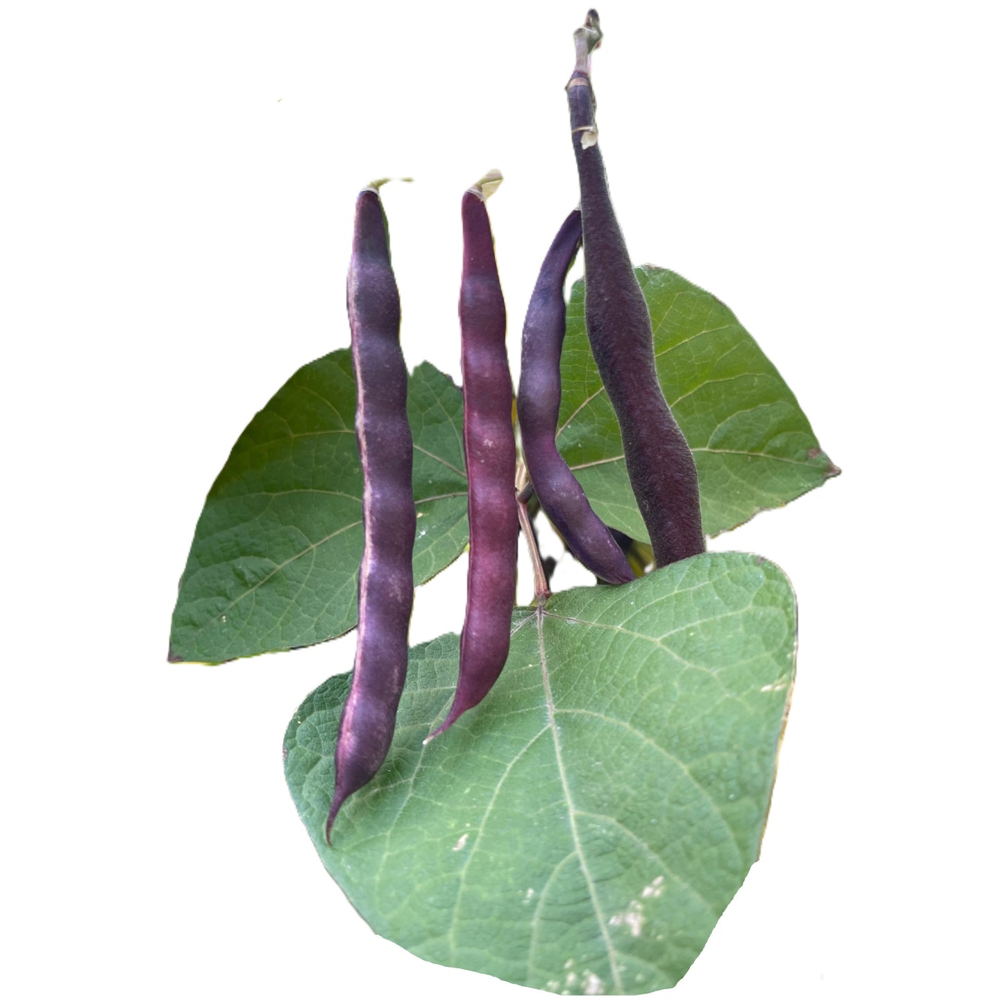Cherokee Trail of Tears Pole Bean Seeds