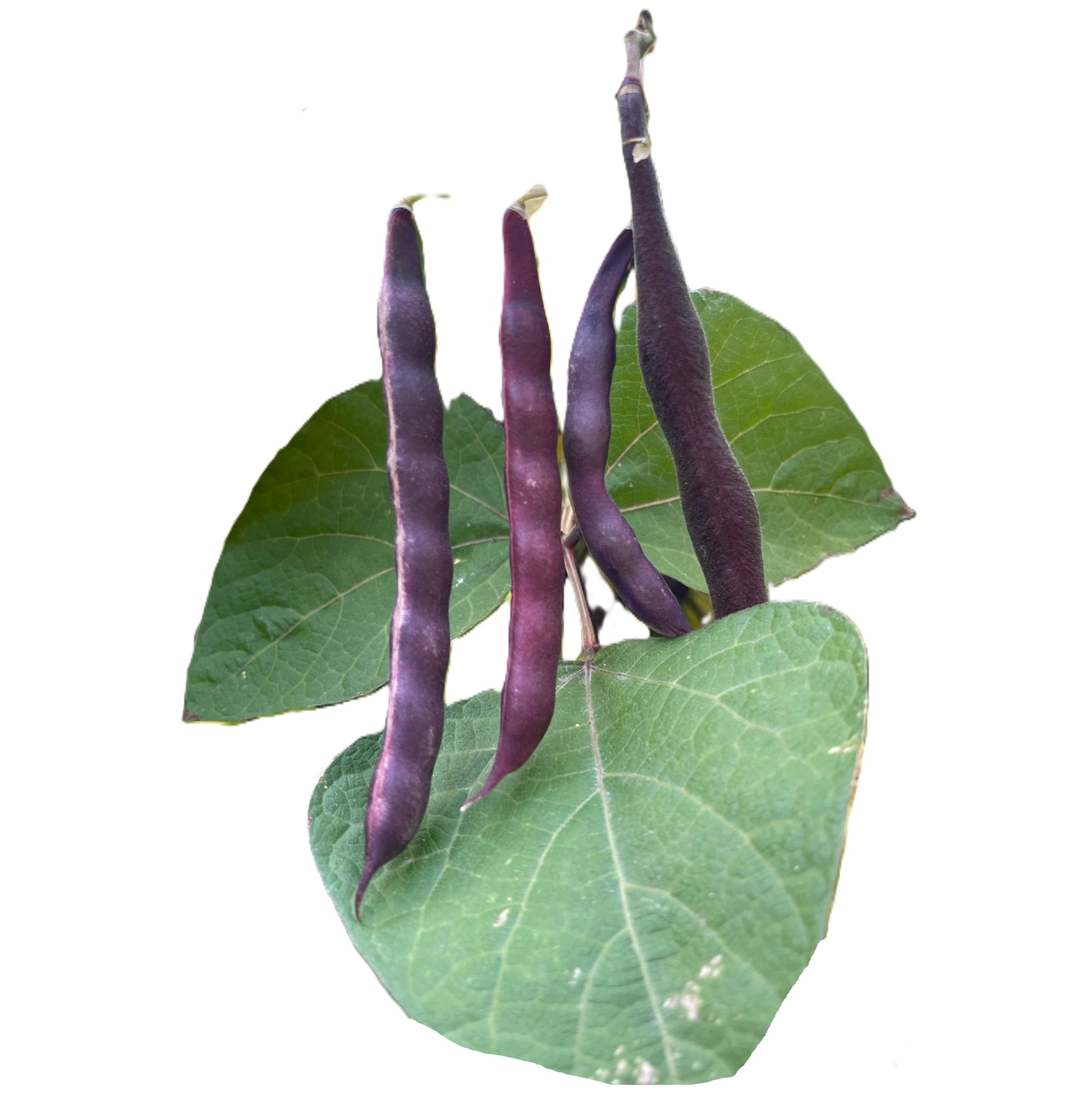 Cherokee Trail of Tears Pole Bean Seeds