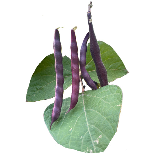 Cherokee Trail of Tears Pole Bean Seeds