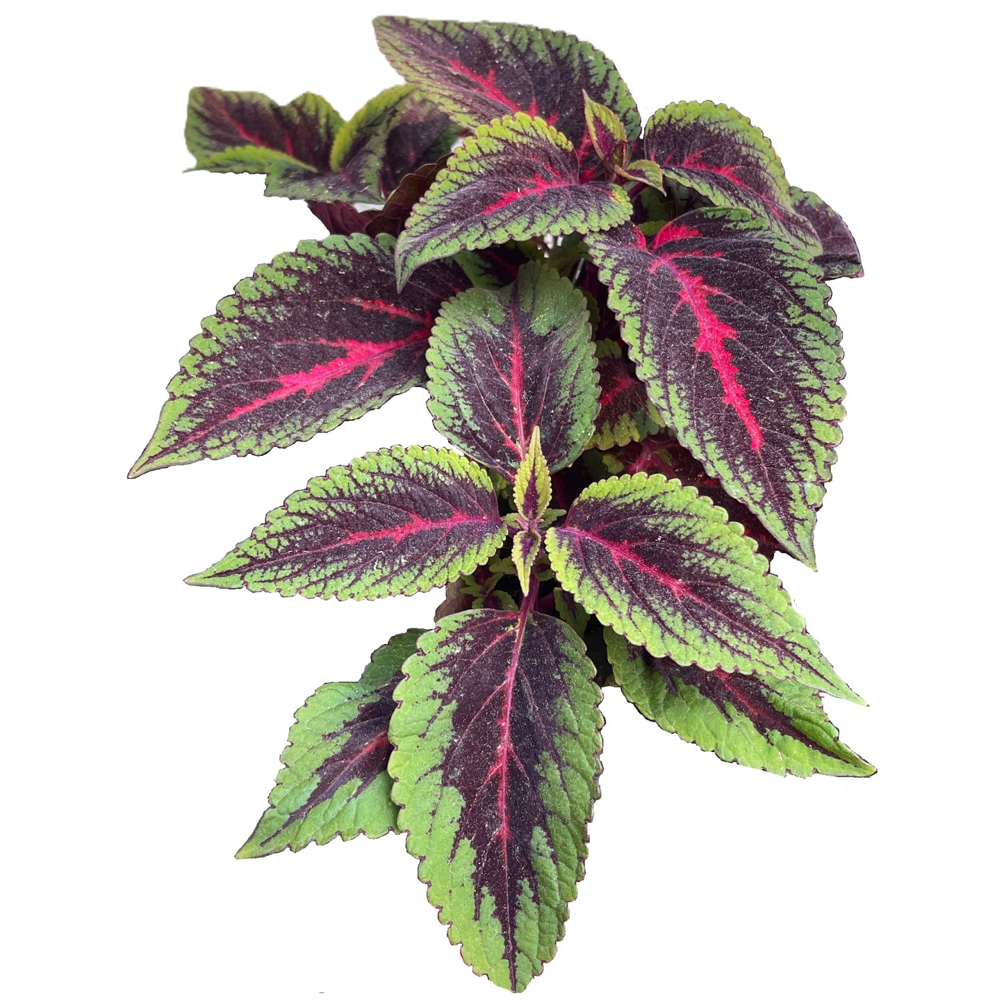 Rainbow Coleus 100 Seeds