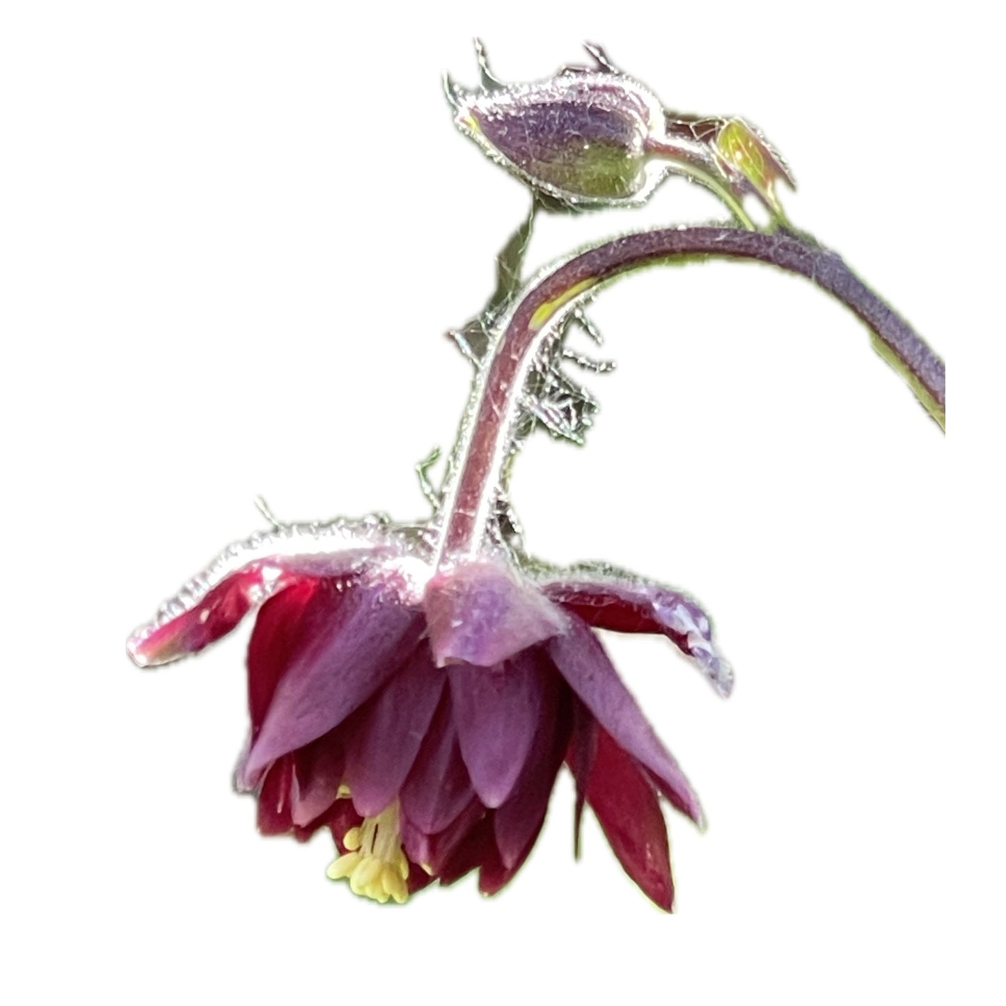 Columbine Barlow Burgundy 50 Seeds