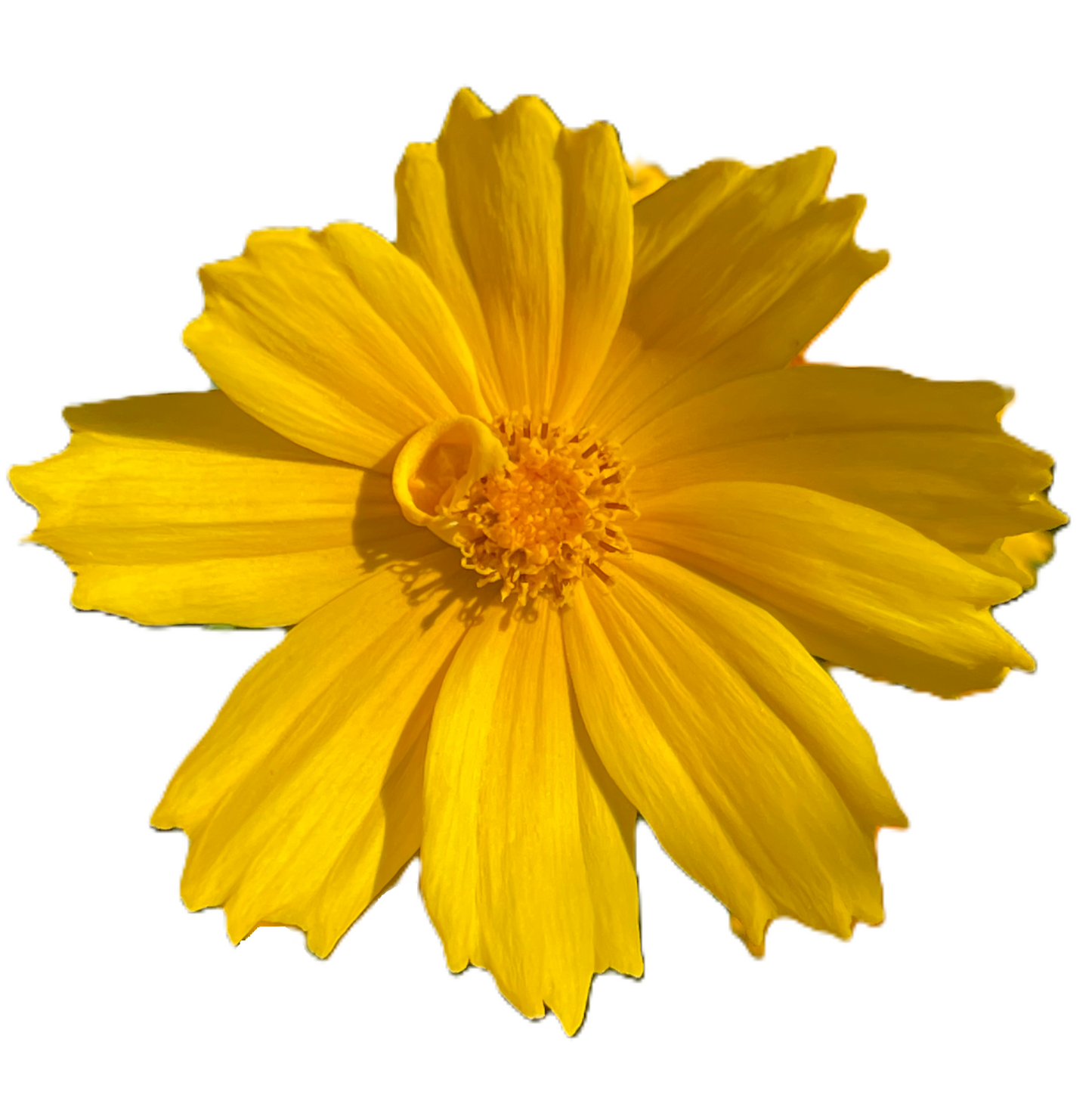 Lanceleaf Coreopsis 50 Seeds