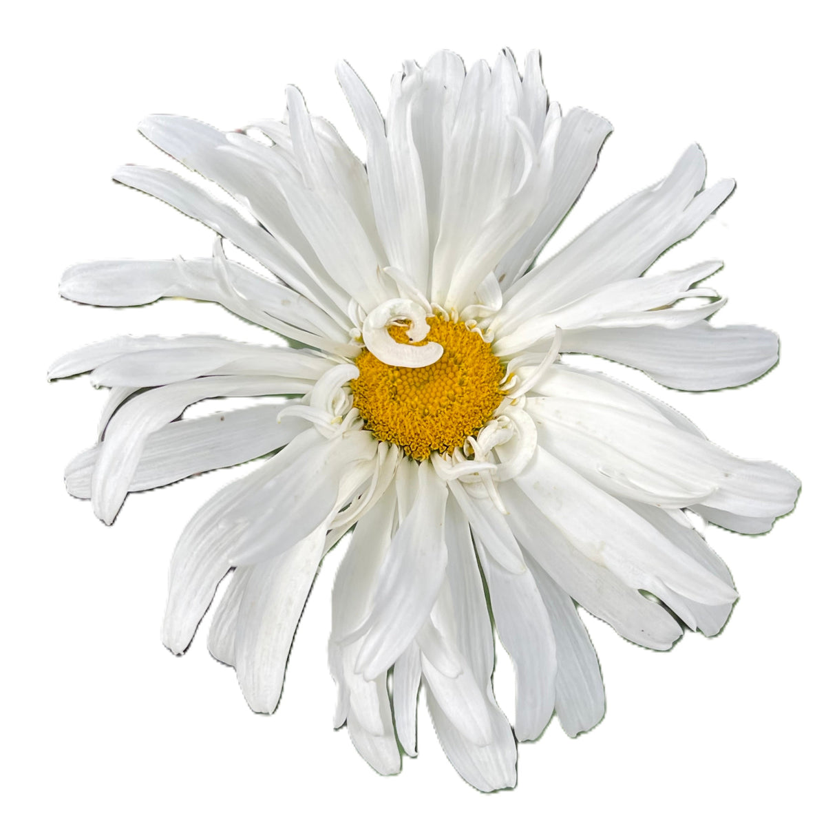 Crazy Daisy 25 Seeds