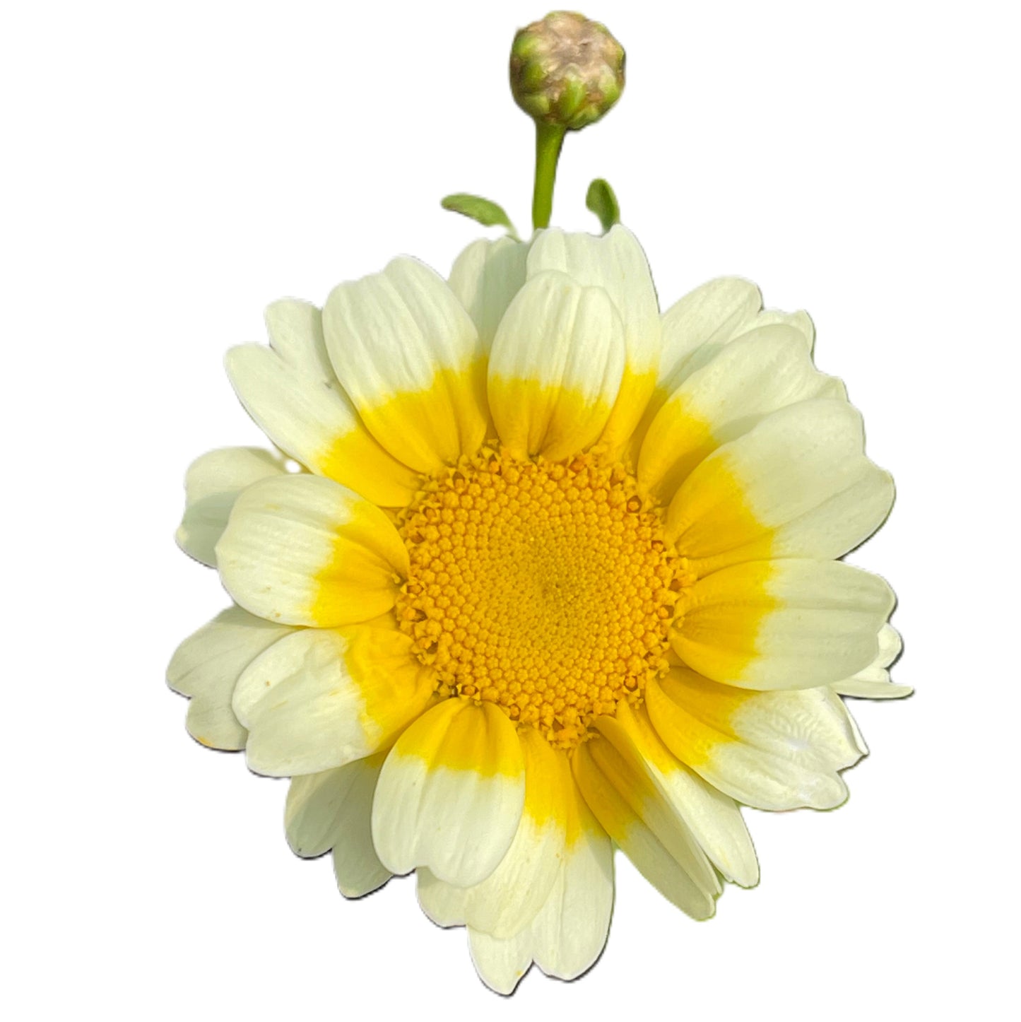 Crown Daisy - Otafuku - Shungiku - Tong Ho 100 Seeds