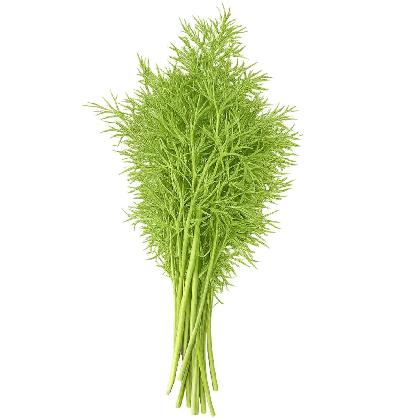 Dill Seeds Canada