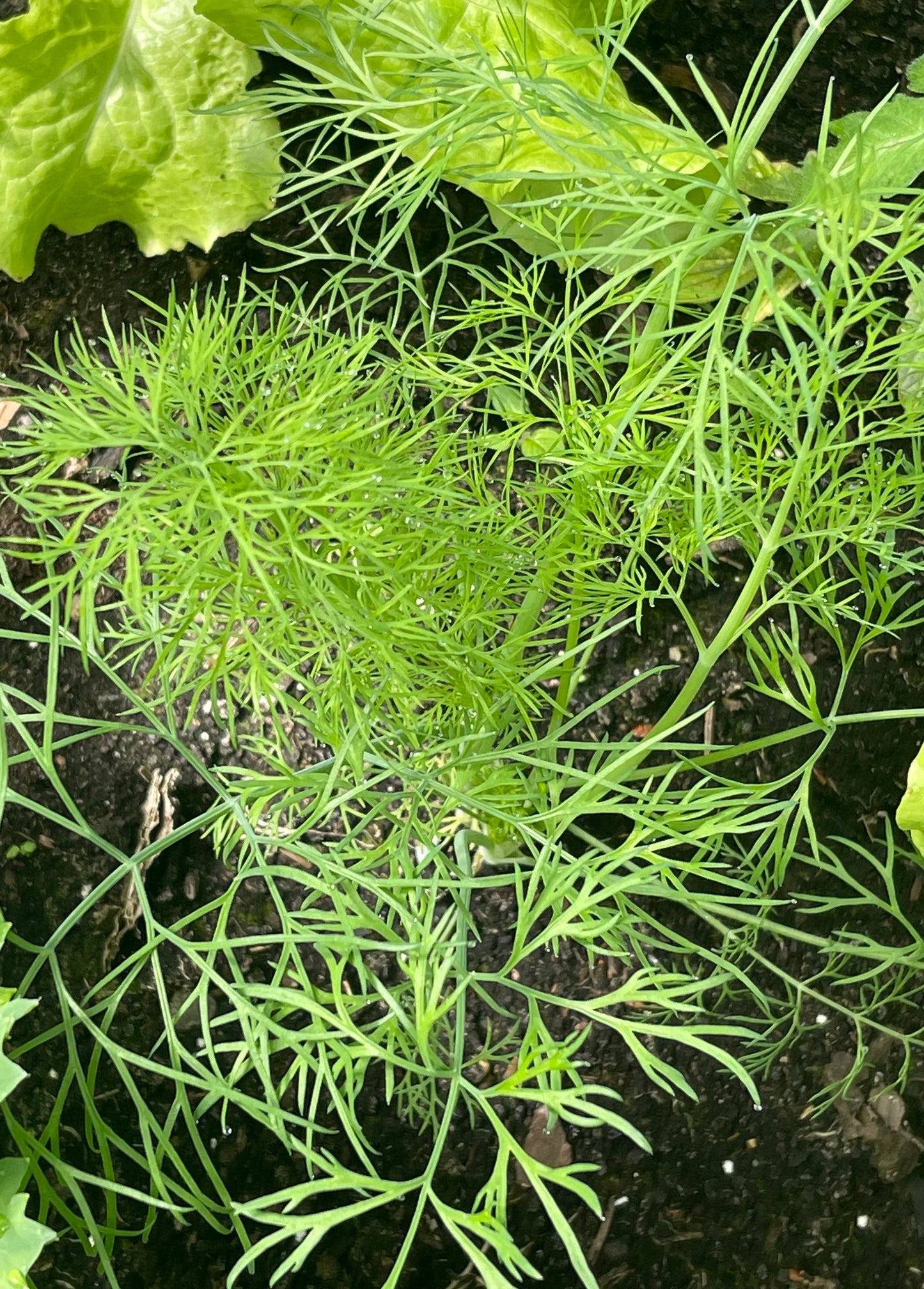 Dill 200 Seeds
