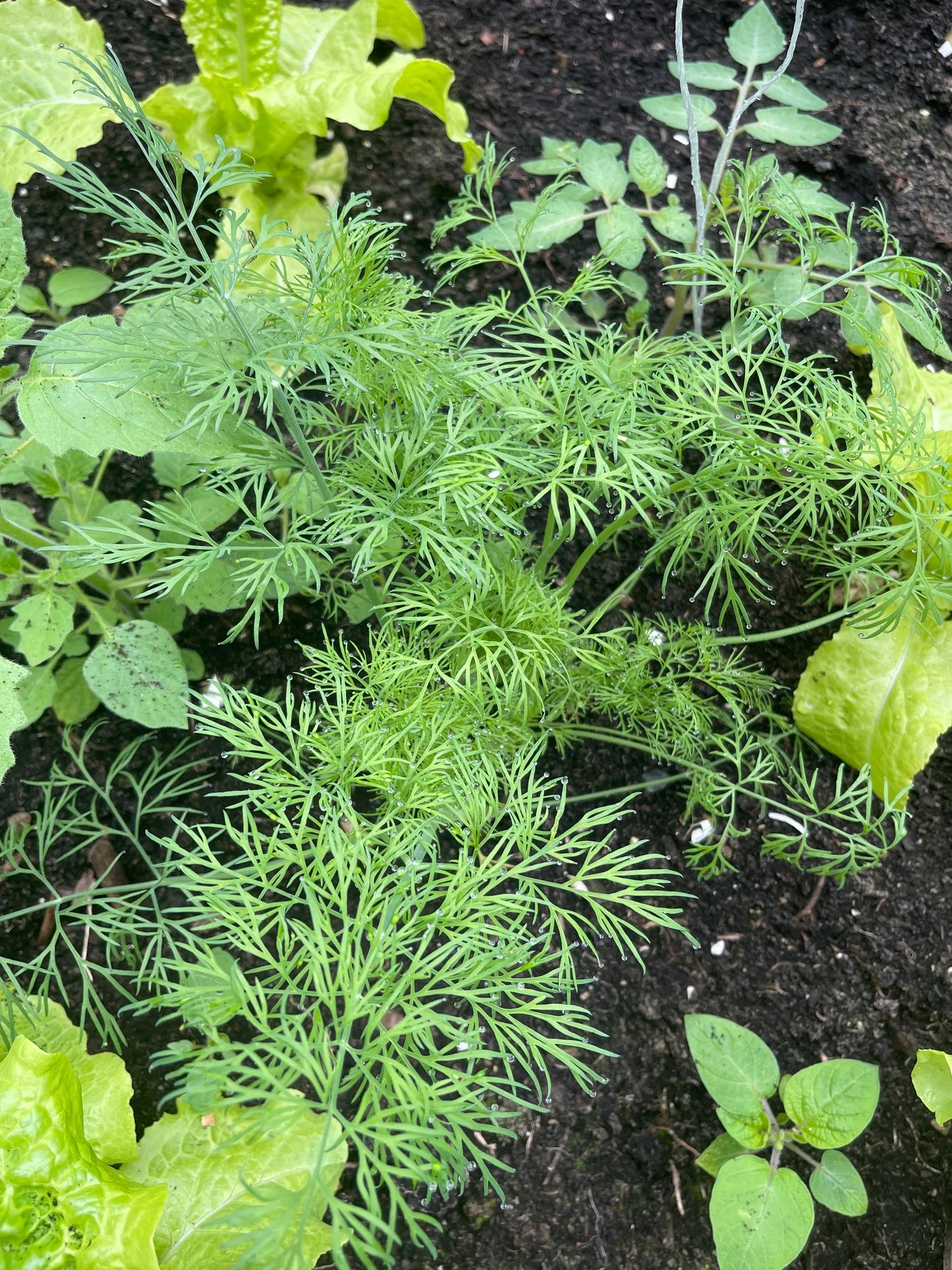 Dill 200 Seeds