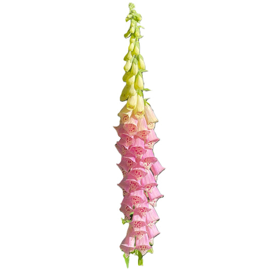 Pink Foxglove 150 Seeds