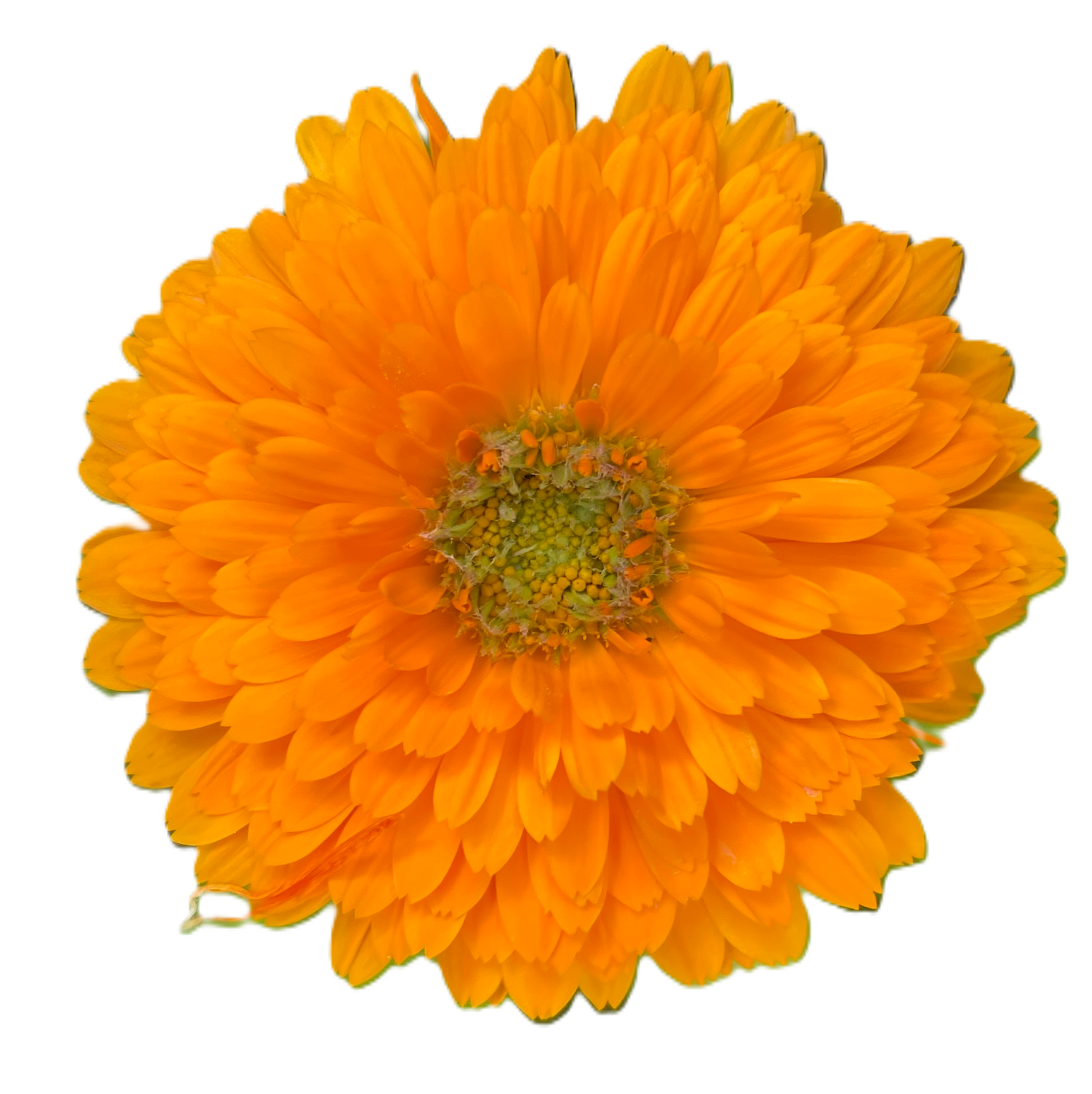 Greenheart Orange Calendula Seeds