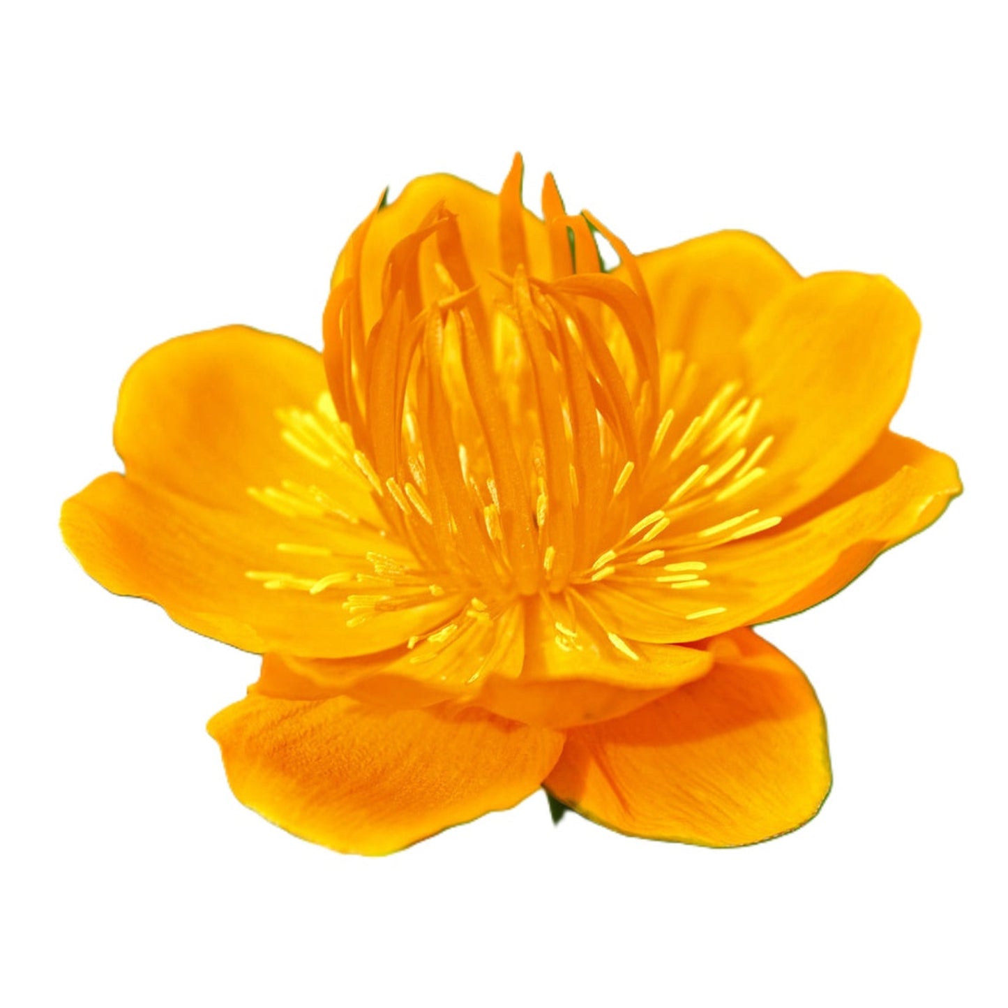 Golden Queen - Chinese Globe Flower 50 Seeds