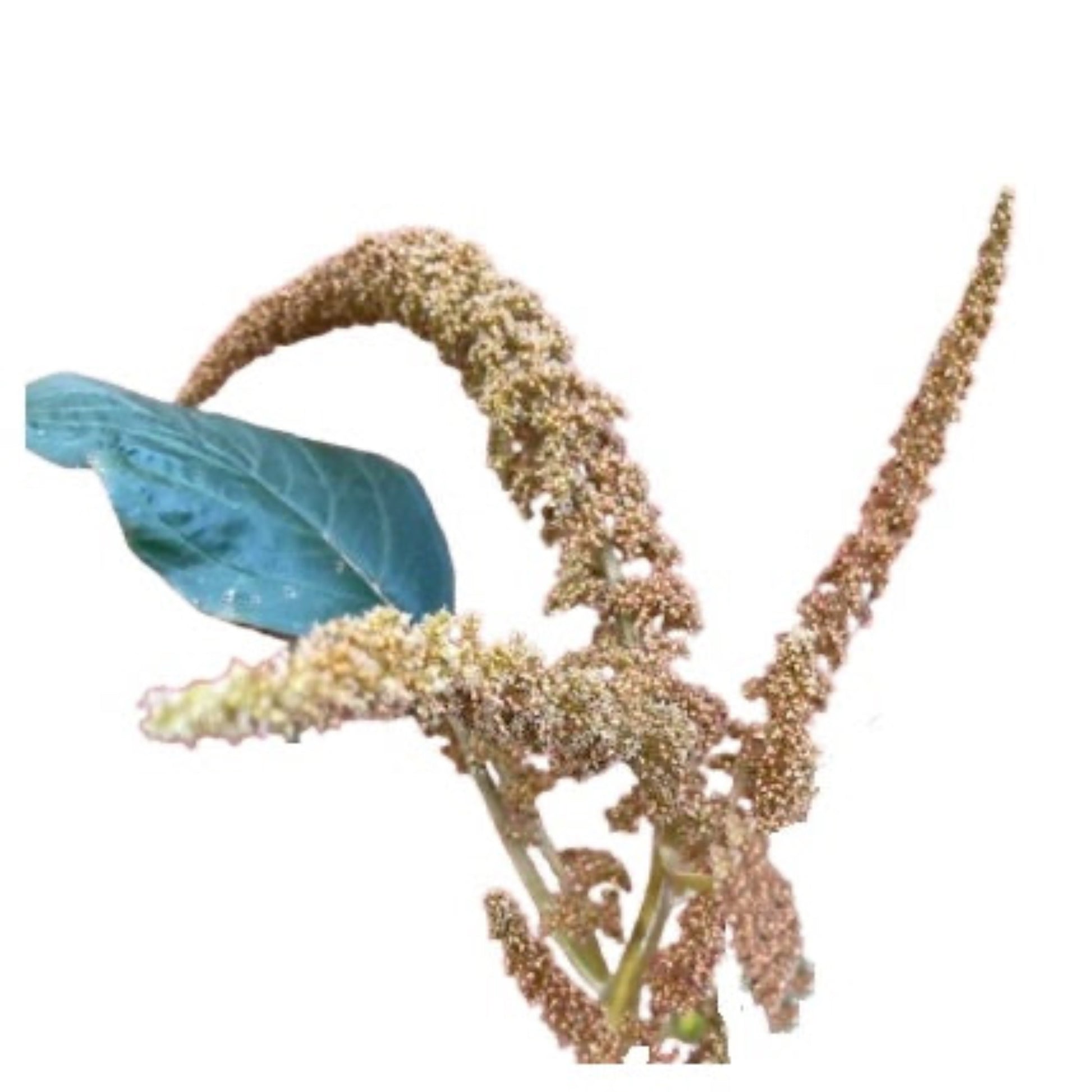 plant amaranth seeds Amaranth Golden Rust 100 Seeds – LIZA'S PLANTS YYC