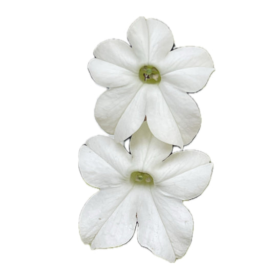 Grandiflora Nicotiana Alata - Flowering Tobacco 250 Seeds