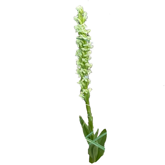 Northern Green Bog Orchid - Platanthera hyperborea 1000 Seeds