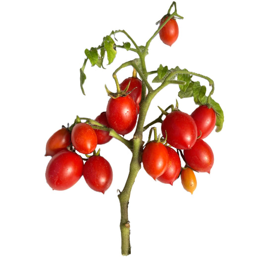micro dwarf tomato seeds for container gardening”