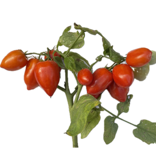 Heartbreaker Micro Dwarf Tomato 10 Seeds
