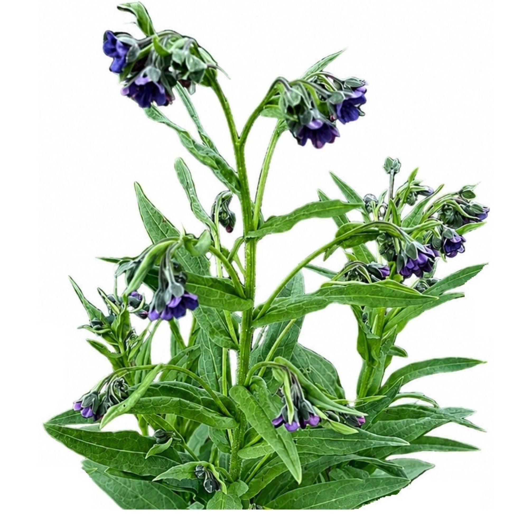 Native to the high Himalayas from Pakistan to western Nepal, where it occurs at approximately 3,000–3,600 metres elevation, this is an especially interesting choice for gardeners who enjoy rare alpine, Himalayan, and unusual perennial plants. 
