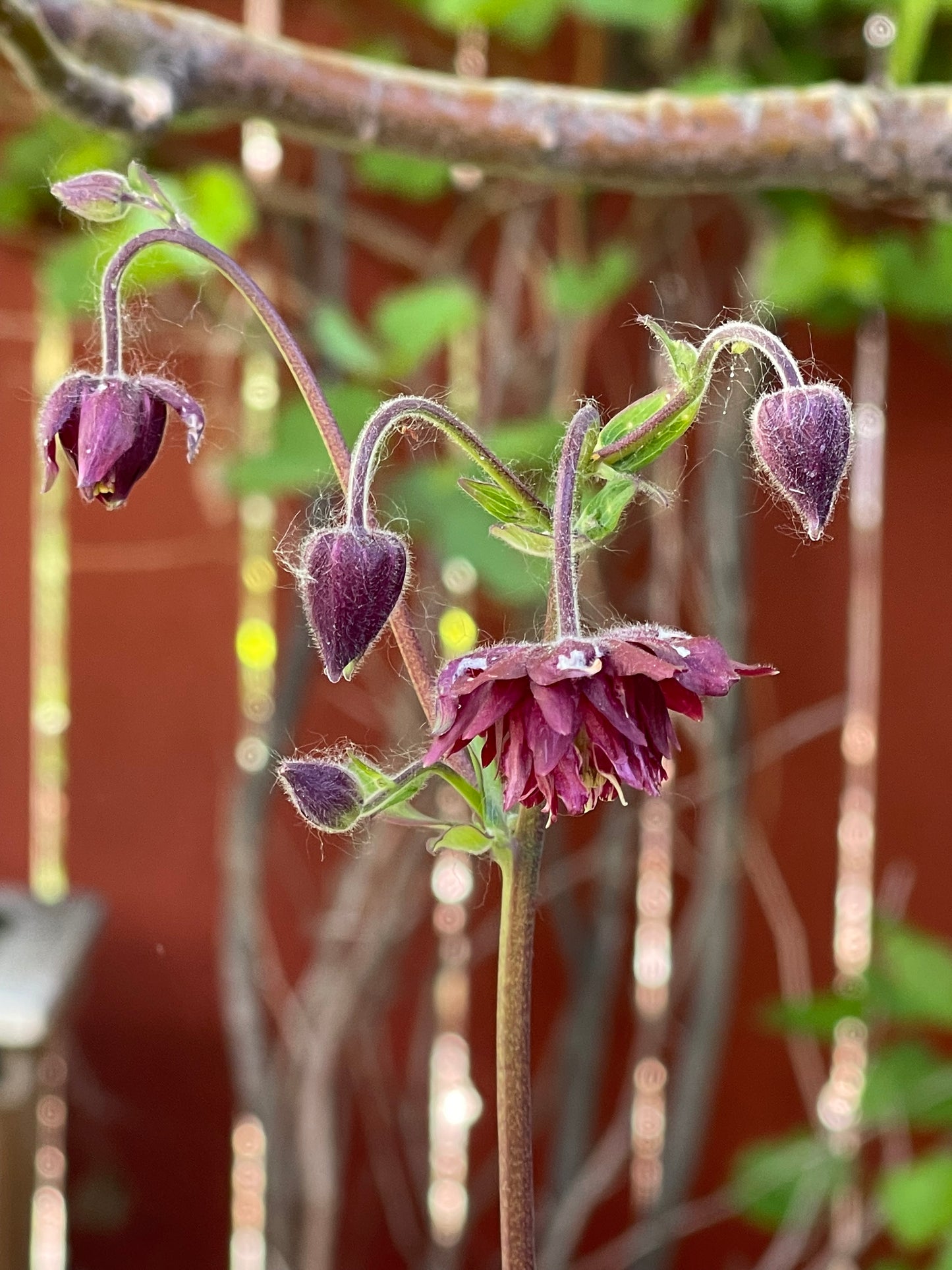 Columbine Barlow Burgundy 50 Seeds