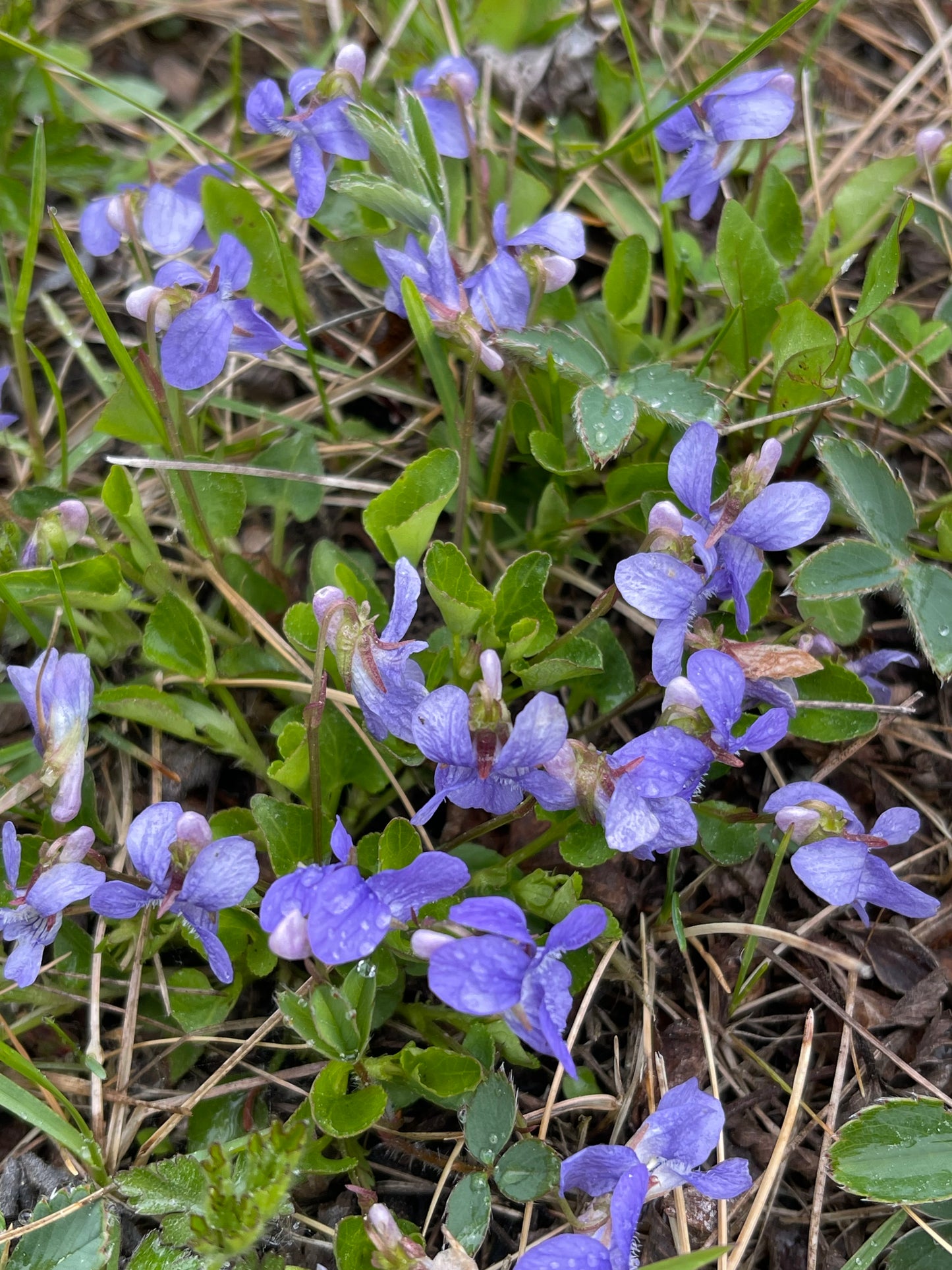 Early Blue Violet 25 Seeds